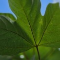 Firmiana simplex - Foto 7