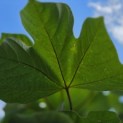 Firmiana simplex - Foto 6