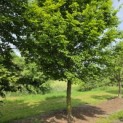 Carpinus betulus 'Frans Fontaine'   (Fastigiata) - Foto 2