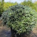 Rhododendron Yakushimanum 'Sonatine' - Foto 2