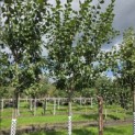 Prunus domestica 'Bleue de Belgique' - Foto 2