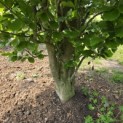 Fagus Dawyck Gold - 5