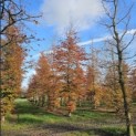 Fagus sylvatica 'Atropunicea' - 2