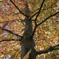 Fagus sylvatica 'Atropunicea' - 3