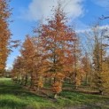 Fagus sylvatica 'Atropunicea' - november 2025