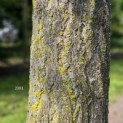 Ginkgo biloba - 1