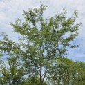 Gleditsia triacanthos ‘Inermis’ - 1