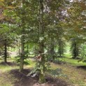 Fagus sylvatica 'Atropunicea' - Foto 3