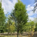 Carpinus betulus 'Frans Fontaine'   (Fastigiata) - 1