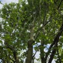 Carpinus betulus 'Frans Fontaine'   (Fastigiata) - 2