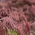Acer palmatum 'Garnet' - 2