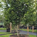Parrotia persica 'Vanessa' - 2