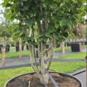 Parrotia persica 'Vanessa' - 1