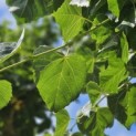 Tilia x europaea - zomerblad Europese lindeboom
