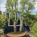 Quercus Suber - 2