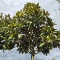 Magnolia grandiflora 'Galissonnière' - 3