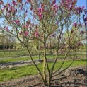 Magnolia Susan - 3