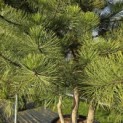 Pinus nigra 'Nigra' - 6