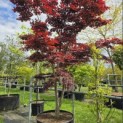 Acer palmatum 'Bloodgood' - 1