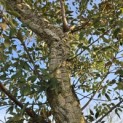 Quercus Suber - 5