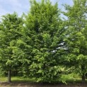 Carpinus betulus - mei 2026