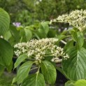 Cornus controversa - 5