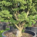 Acer palmatum 'Shishigashira' - 2