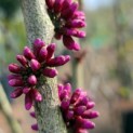 Cercis chinensis 'Avondale' - 1