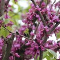 Cercis chinensis 'Avondale' - 2