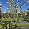 Malus domestica 'Jonagold' - 3