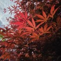Acer palmatum 'Sumi-Nagashi' -  impressie foto