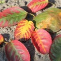 Amelanchier lamarckii - krentenboompje herfstkleur