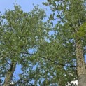 Quercus Suber - 2