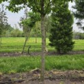 Prunus avium 'Kordia' - 4