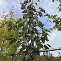 Davidia involucrata - 3