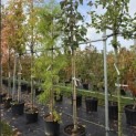 Davidia involucrata - 4