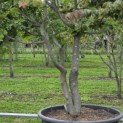 Parrotia persica 'Bella' - 6