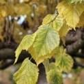 Tilia americana 'Nova' - 1