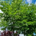 Gymnocladus dioica - Afbeelding 3
