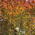 Fagus sylvatica 'Atropunicea' - 2