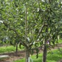 Malus domestica 'Jonagold' - 2