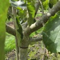 Malus domestica 'Jonagold' - 3