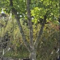 Ginkgo biloba - Foto 1
