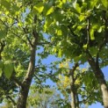 Carpinus betulus - Foto 2