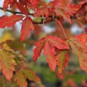 Acer griseum - 1