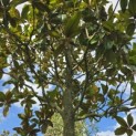Magnolia grandiflora 'Galissonnière' - Foto 1