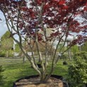 Acer palmatum 'Fireglow' - 3