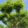 Platanus x hispanica - 5