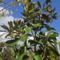 Magnolia grandiflora 'Little Gem' - Foto 3
