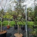 Magnolia grandiflora 'Little Gem' - Foto 2